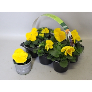 Viola wittrockiana sixpack F1 Yellow