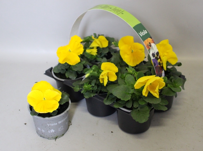 <h4>Viola wittrockiana sixpack F1 Yellow</h4>