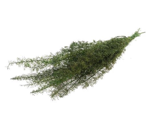 Bunch Esparraguera Foxtail Pres.80g L80