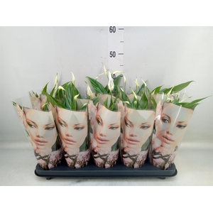 Spathiphyllum  'Korto'