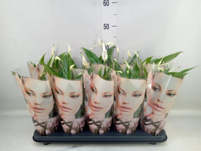<h4>Spathiphyllum  'Korto'</h4>
