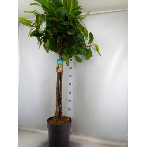 Ficus cyathistipula