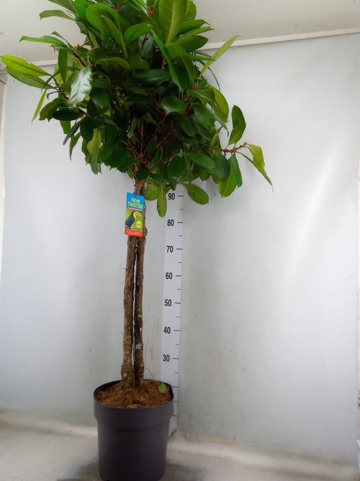 <h4>Ficus cyathistipula</h4>