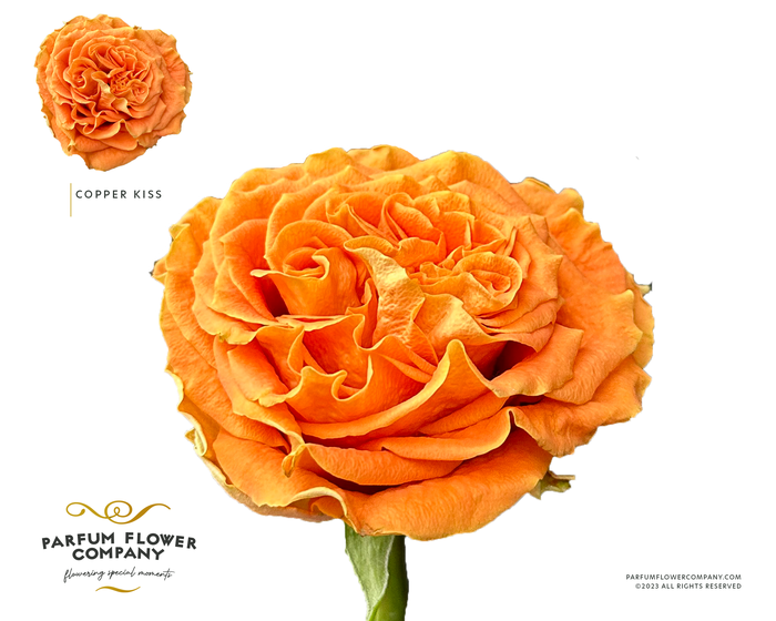 <h4>Rosa Garden Copper Kiss</h4>