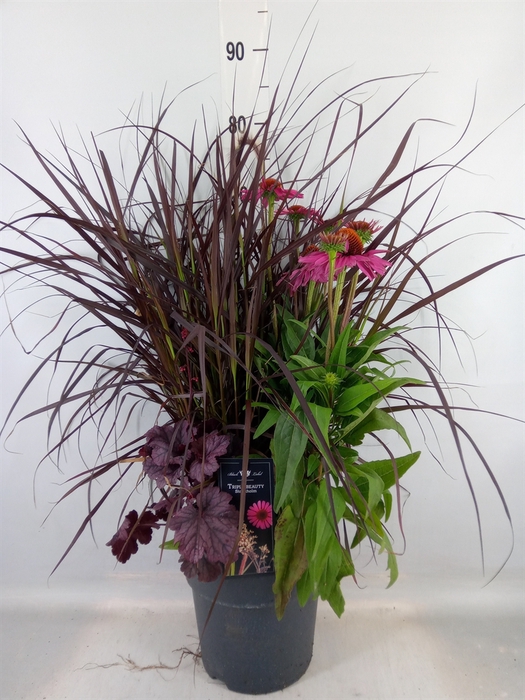 <h4>Vaste pltn   ...mix 3  [Perennials]</h4>