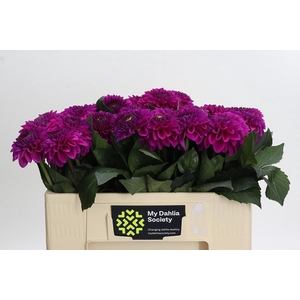 Dahlia Purple Fox