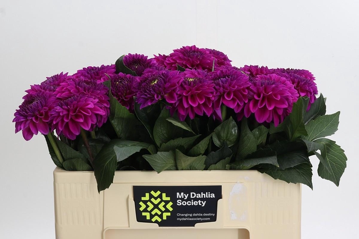 Dahlia Purple Fox