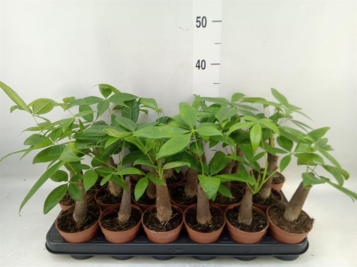 <h4>Pachira aquatica</h4>