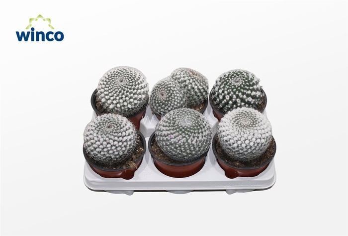 <h4>Mammillaria Hahniana</h4>