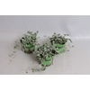 Dichondra Silver Falls Grey