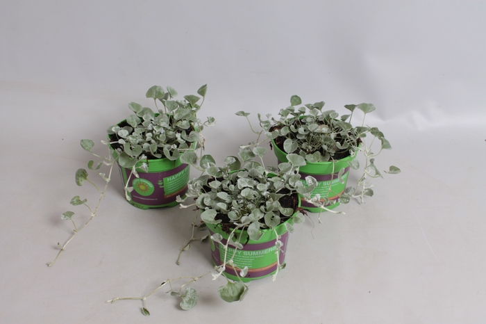 Dichondra Silver Falls Grey