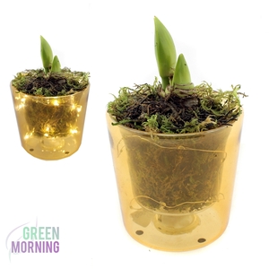 Amaryllis 2k in glazen wand pot 12 cm met LED ( afgewerkt )