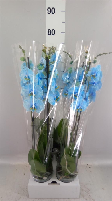 <h4>Phalaenopsis   ...</h4>