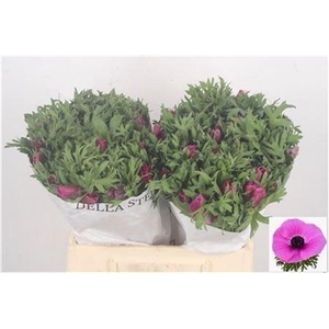 Anemone Mistral Fuchsia