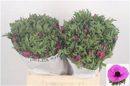 Anemone Mistral Fuchsia