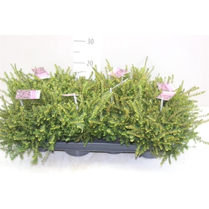 Erica Wi Darleyensis Rood