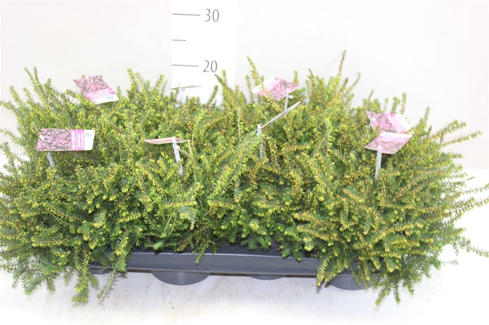 <h4>Erica Wi Darleyensis Rood</h4>
