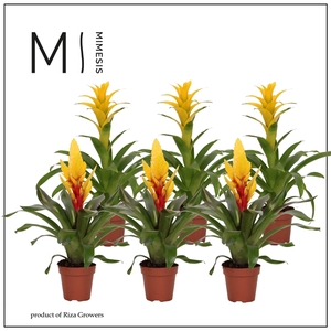 Mimesis Bromelia Yellow - 12 cm