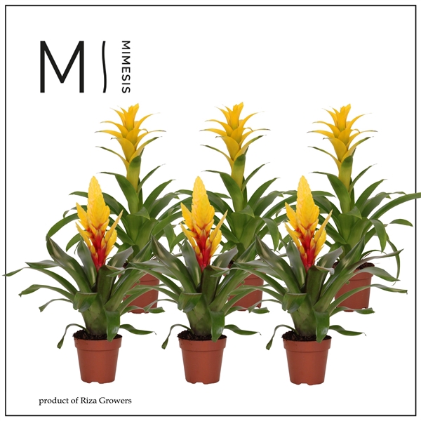<h4>Mimesis Bromelia Yellow - 12 cm</h4>