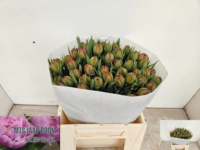 <h4>Tulipa do caracas</h4>