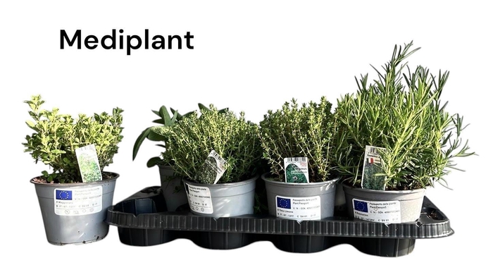 <h4>TUINKRUIDEN GEM</h4>