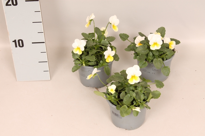 Viola cornuta F1 Sunny Side Up
