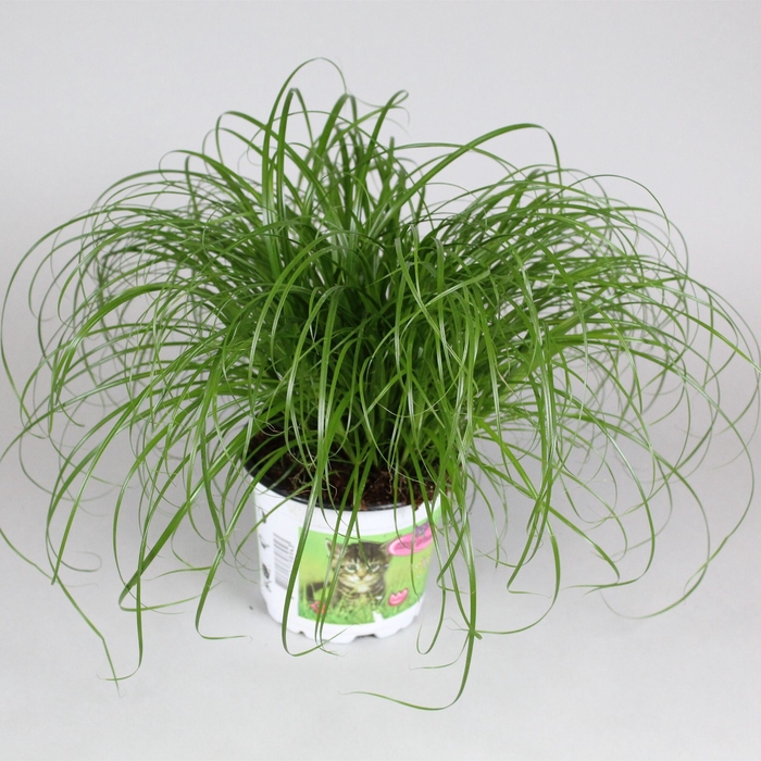 <h4>Cyperus Zumula</h4>