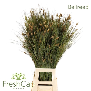 Bellreed