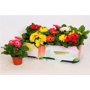 Gerbera Open Air Gem