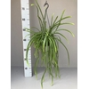 Rhipsalis hangpot Holvianum