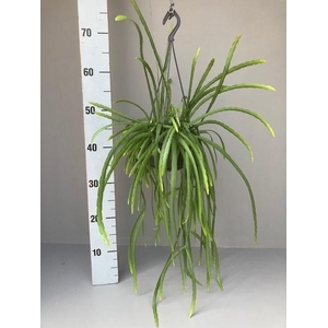 Rhipsalis hangpot Holvianum