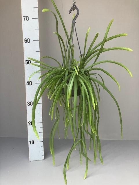 Rhipsalis hangpot Holvianum