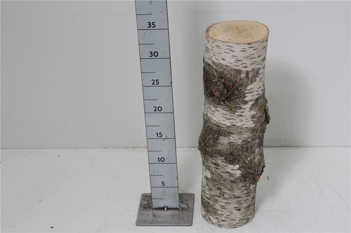 <h4>Deco Berkenstam H35 D12</h4>