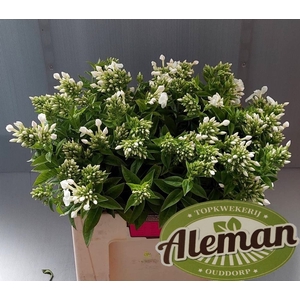 PHLOX P ICECAP