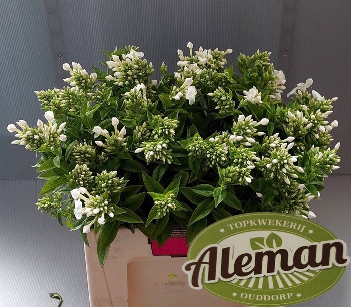 <h4>PHLOX P ICECAP</h4>