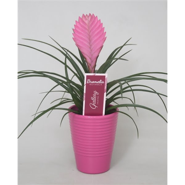 <h4>Tillandsia cyanea 'Anita' in lila ribbel keramiek</h4>