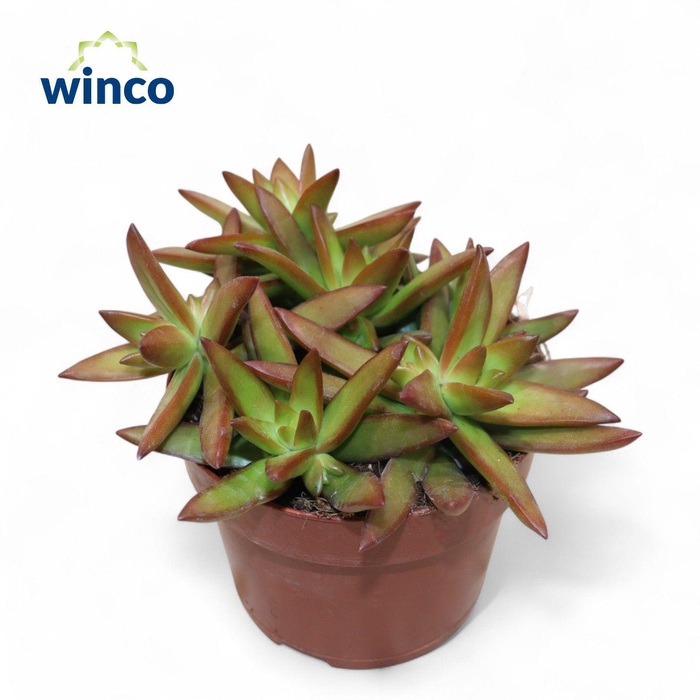 <h4>Sedum Adolphi "Firestorm"</h4>