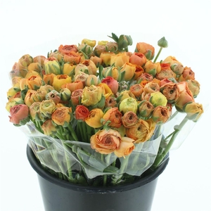 Ran El Apricot Extra