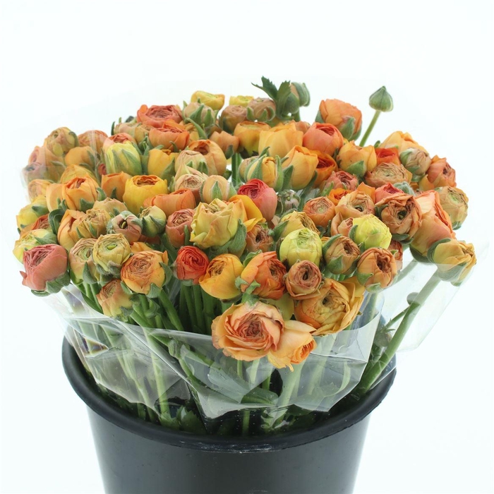 <h4>Ran El Apricot Extra</h4>