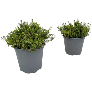 Thymus citriodorus Aureus