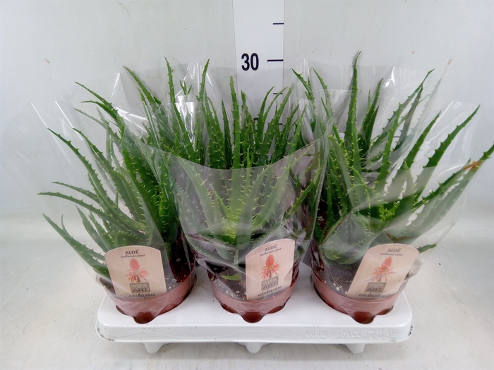 <h4>Aloe arborescens</h4>