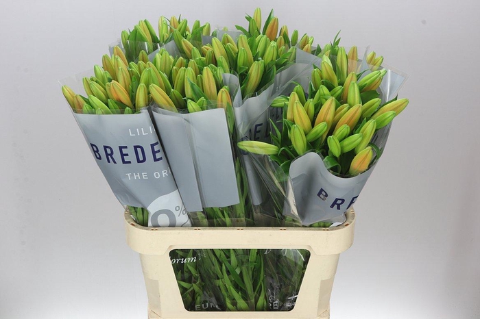 <h4>Lil La Honesty 3+</h4>