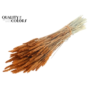 Triticum per bunch Terracotta
