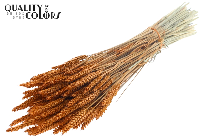 Triticum per bunch Terracotta
