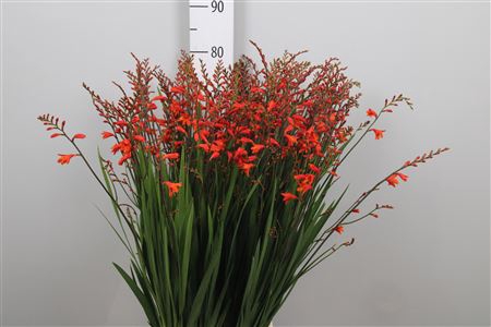 <h4>Crocos Red King</h4>