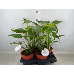 Monstera   ...