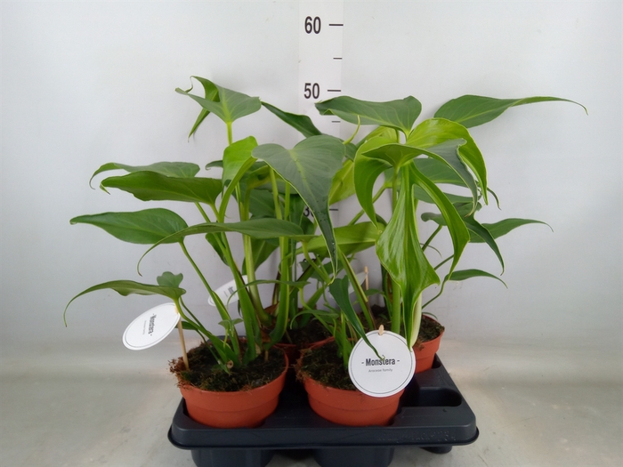 <h4>Monstera   ...</h4>