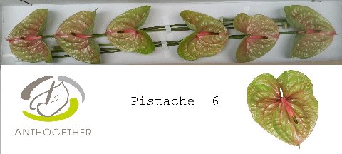 Anthurium Pistache