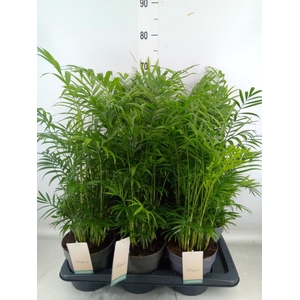 Chamaedorea elegans