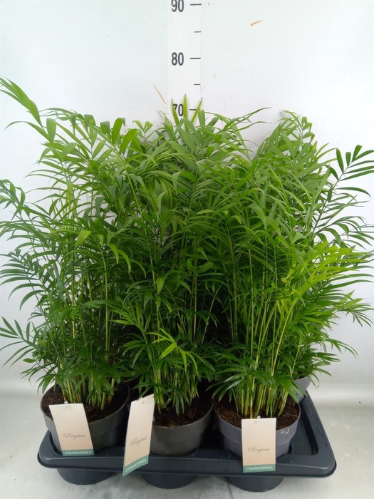 <h4>Chamaedorea elegans</h4>